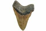 Fossil Megalodon Tooth - North Carolina #226484-2